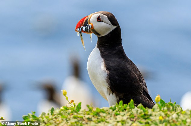 Jutting out into the wild Irish Sea, the remote islet of South Stack off Anglesey is a conservation wonderland. Puffins nest on its vertiginous cliffs