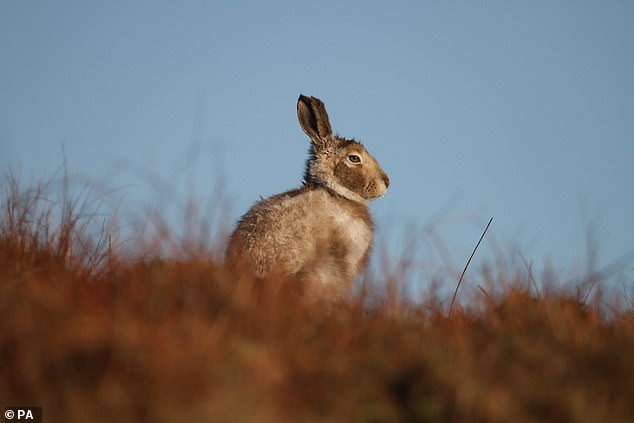 Three years ago, a study highlighted in a BBC report claimed that culling by gamekeepers was driving mountain hares to extinction in the Peak District. But the author had counted them during the day, when they were asleep