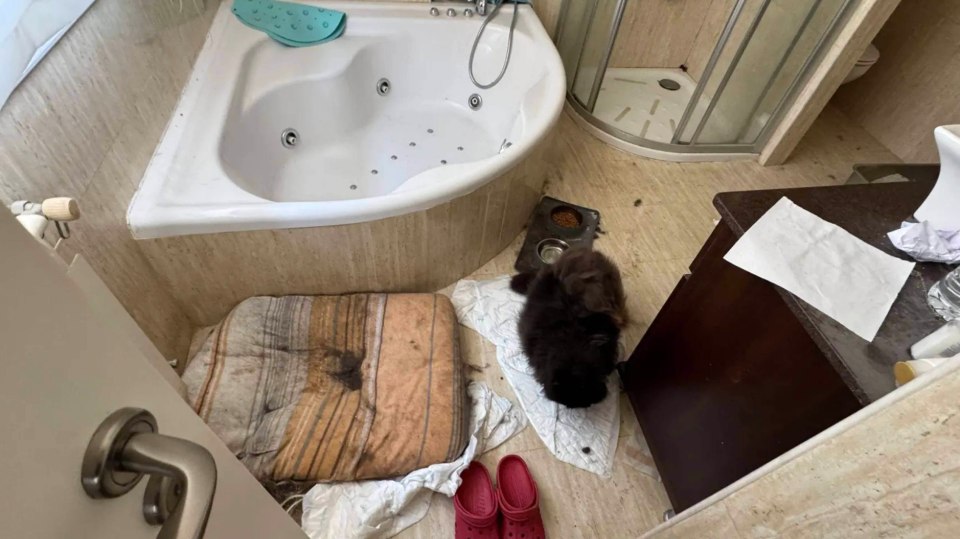 Messy bathroom with a dog and its food bowls.