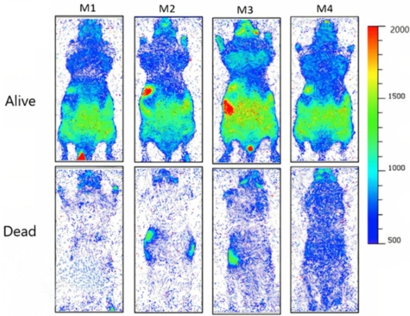 UPE emissions in four mice, alive and dead.