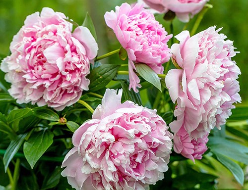 Pink peonies in bloom.