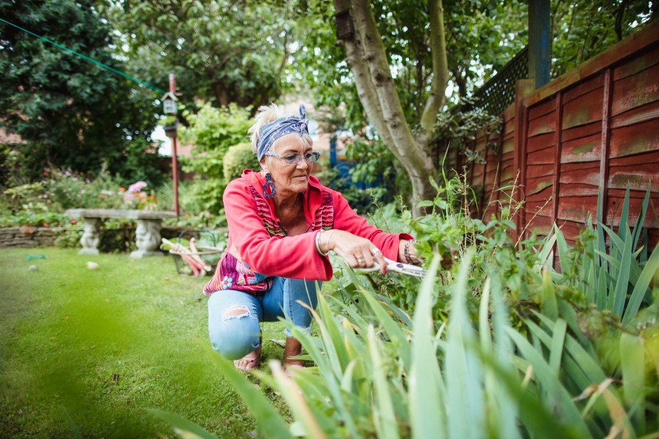 Senior woman gardening, trimming plants.