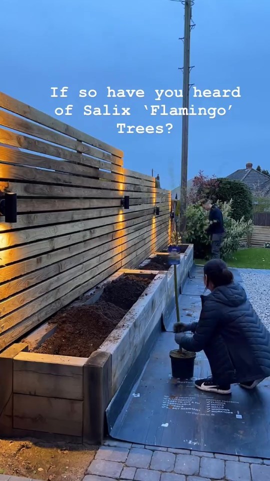 Garden with a new wooden fence and raised planter beds, featuring Salix Flamingo trees.