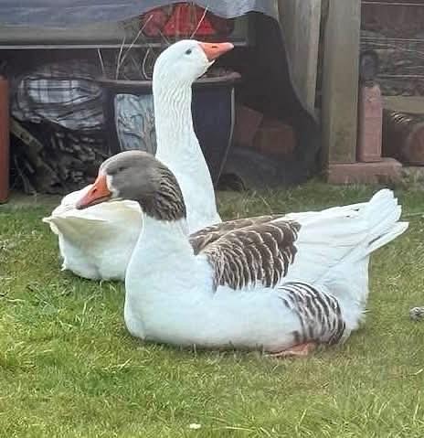 The birds - called George and Mildred or Harry and Hermione depending on the age of the resident - were very popular in the town of Bourton-on-the-Water in the Cotswolds