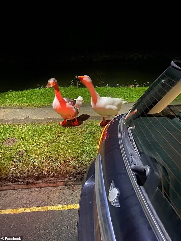 On Wednesday at around 5:30pm the birds' lives were cut short by a van driver who hit them as they attempted to cross a busy road