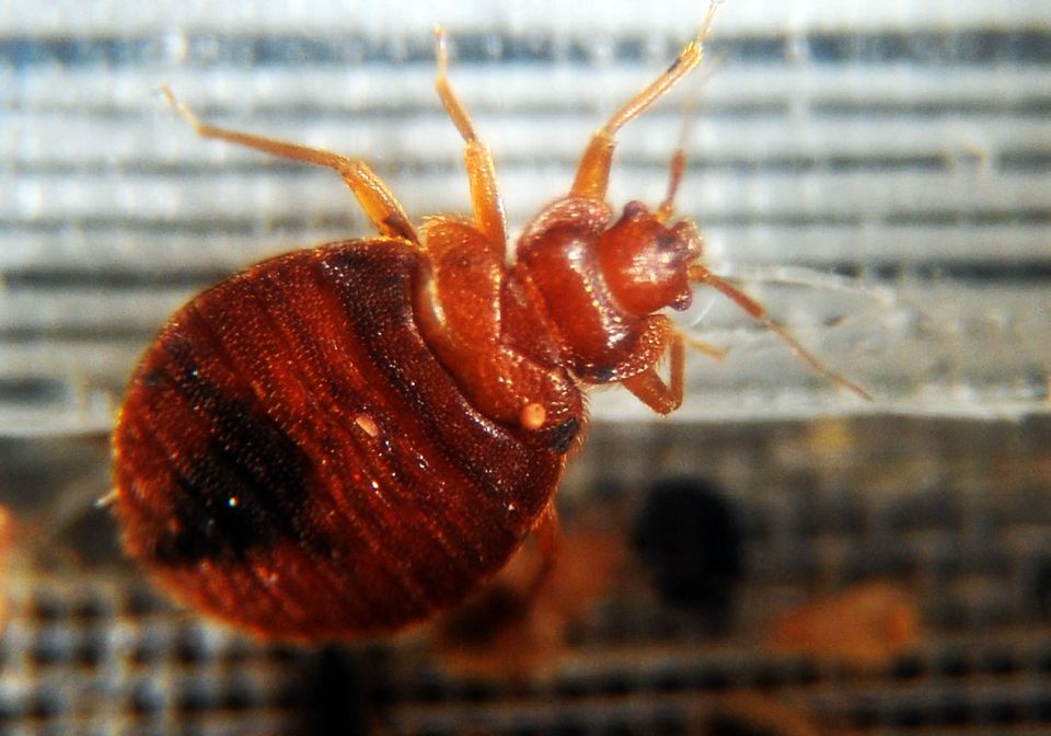 Close-up of a bed bug.