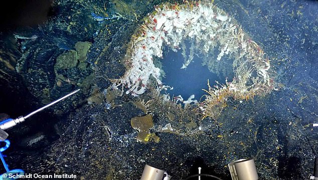 The Axial Seamount is a mile-wide underwater volcano that sits 300 miles off the coast of Oregon and more than 4,900 feet below the surface of the Pacific Ocean. One of Axial Seamounts many hydrothermal vents, which are part of a complex, sprawling network