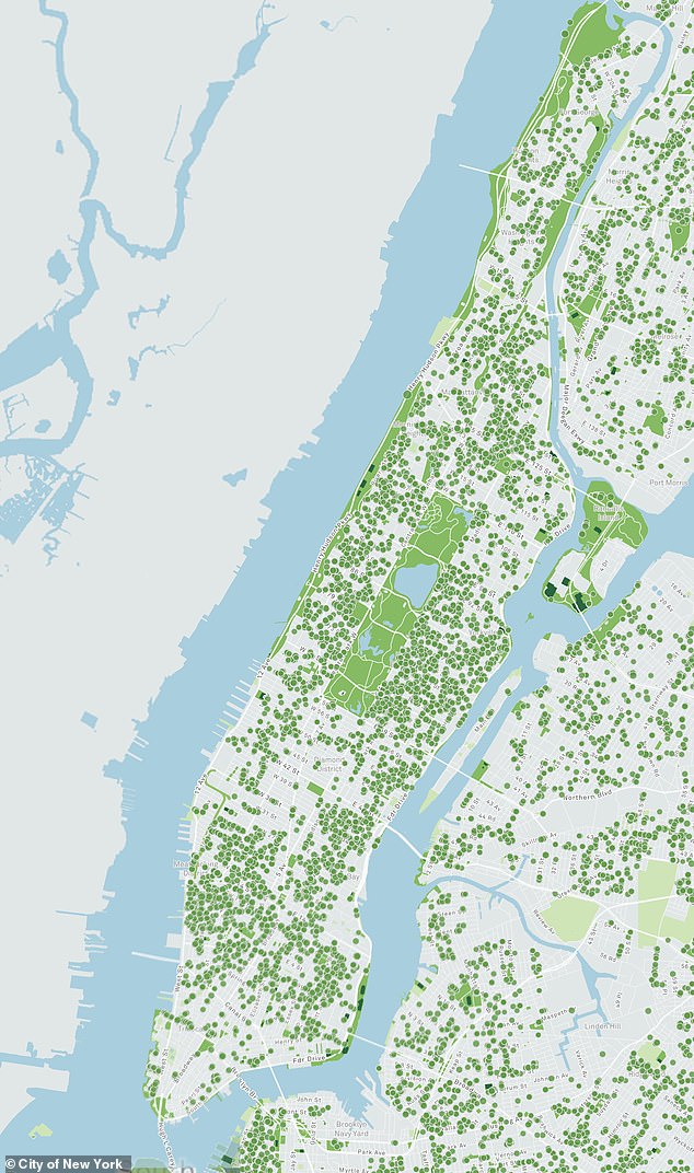 For those visiting or living in the Big Apple, the Callery Pear is littering the streets of all five boroughs, so there's no escaping it. NYC has 65,591 of these trees
