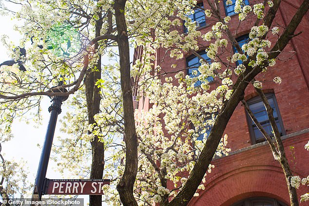 The Callery Pear tree - which is in the same family as the Bradford Pear - has a distinct smell