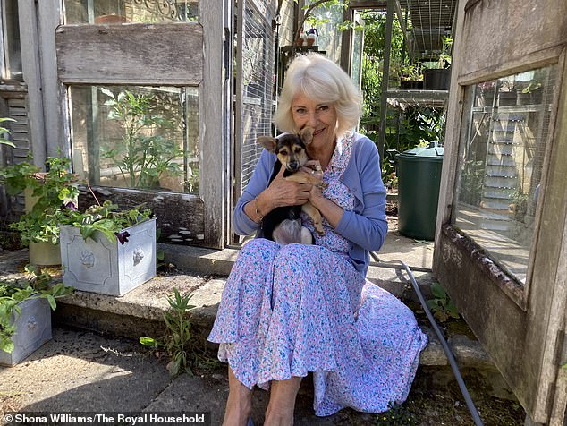 Queen Camilla has shown off her new puppy, a mischievous Jack Russell mix, named Moley