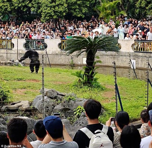 The gorilla could be seen gearing up to throw the rock directly into the crowd