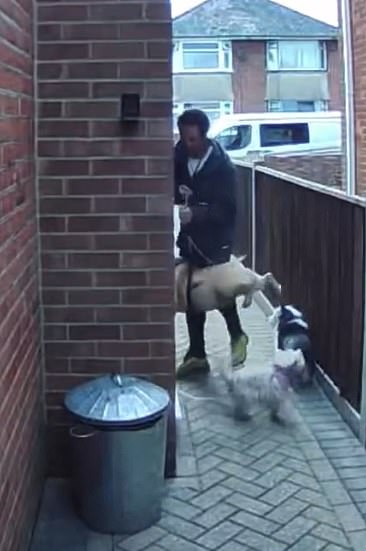 This is the shocking moment a dog walker appeared to hurl three pets through the front door of a house after picking them off the ground by their leads