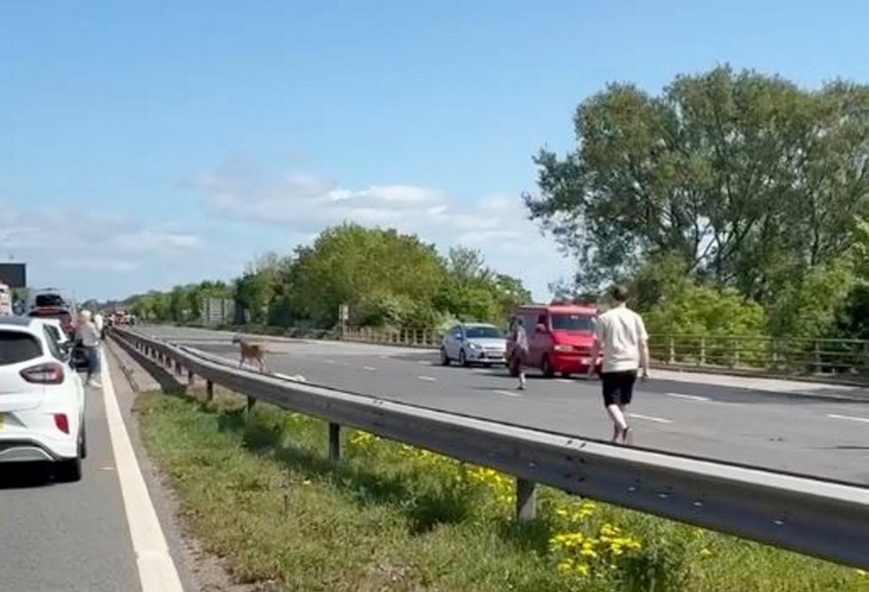 Goat causing traffic jam on M5 motorway.