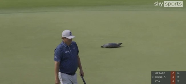 A turtle crossing a golf green during the USPGA Championship, delaying play.