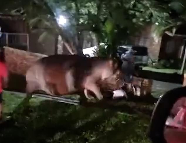 This is the shocking moment a wild hippo knocks down a holidaymaker after she ignores a man's warning not to approach it. Footage shows the enraged beast charging at the woman before using its head to ram her face-first to the ground as bystanders watch on in horror