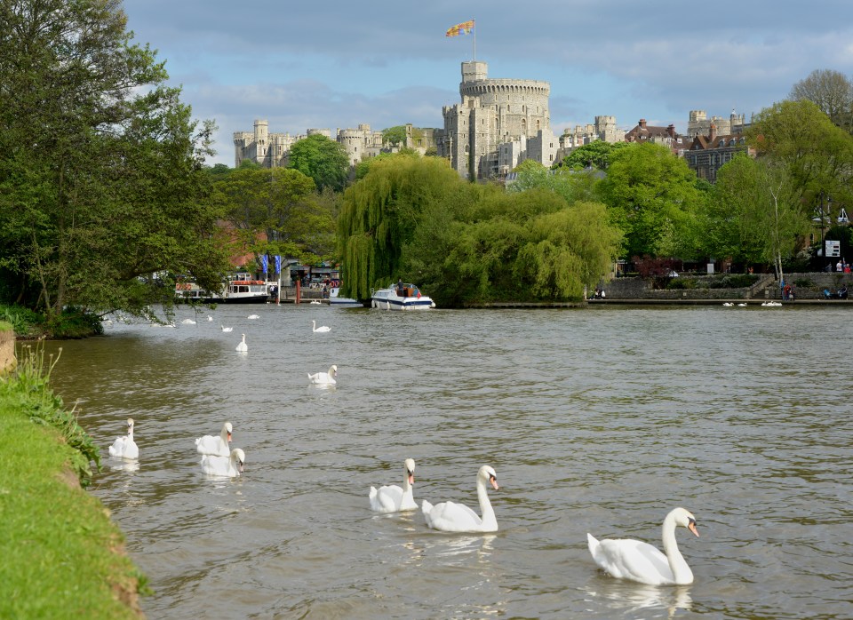 Swans on the River Thames near Windsor Castle.