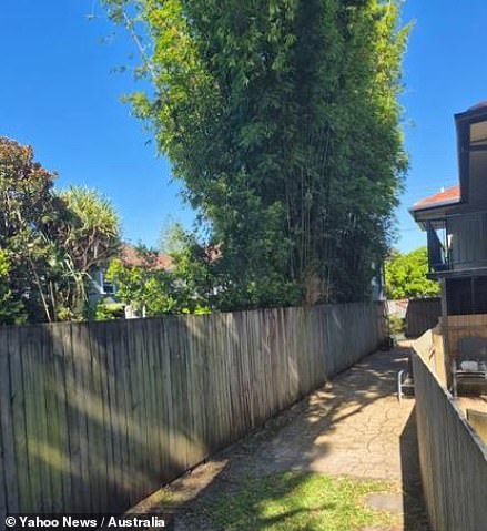 Paul Wilkinson, based in New South Wales, Australia, told Yahoo News that he has spent almost 3,000 Australian dollars attempting to reverse the damage of an out of control bamboo plant (pictured) that he says his neighbour first planted five years ago