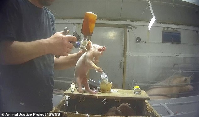 Footage showed pigs being beaten and kicked, plus botched killings