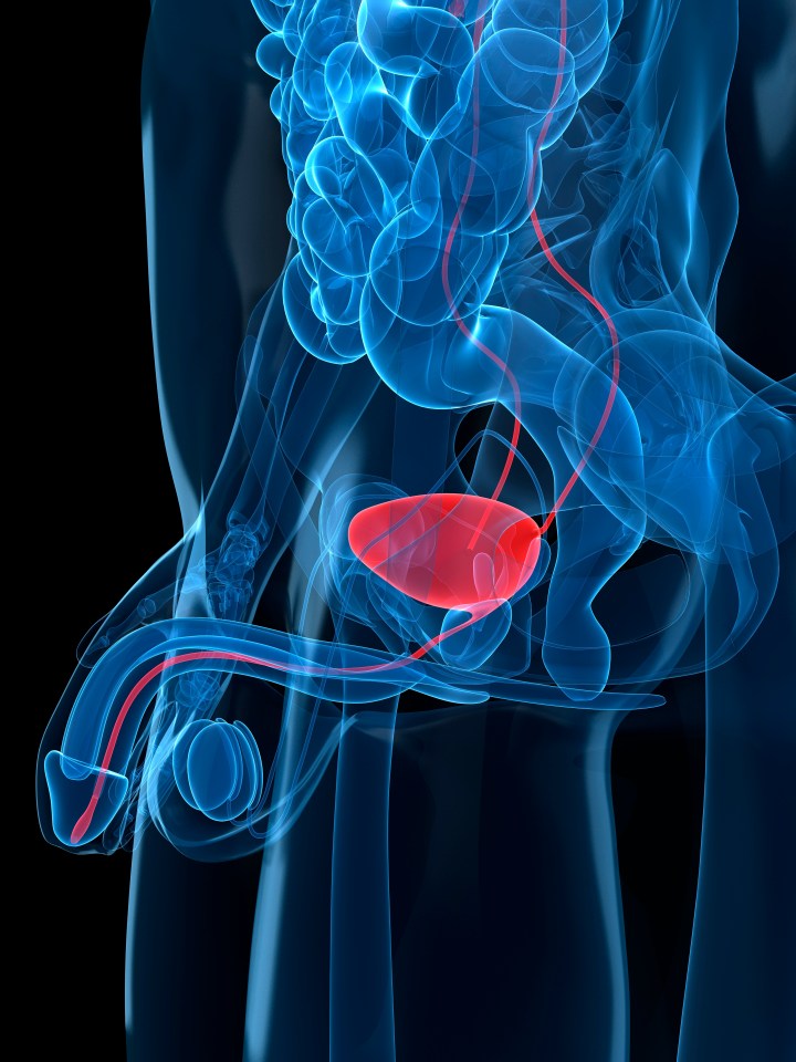 Illustration of a healthy prostate gland.