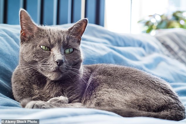 A job advert seeking a cat sitter prepared to pamper what could be Britain's most spoiled feline has gone viral on social media (Stock image)