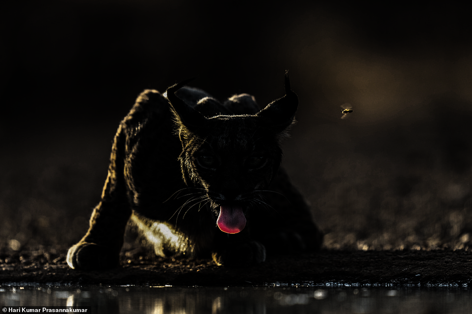 In this striking photo taken by Hari Kumar Prasannakumar in Spain, an endangered female lynx is snapped while drinking from a pond. The photographer says: 'A curious honey bee buzzes near her ear, adding a playful twist to the serene moment'