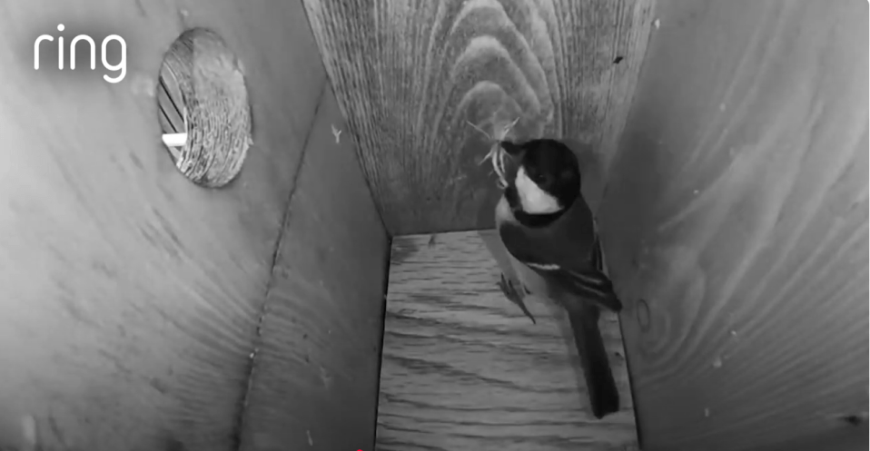 Black and white Ring camera footage of a bird inside a birdhouse.