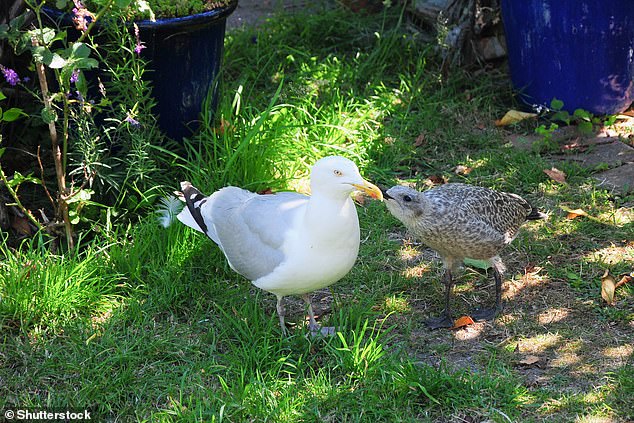 Neighbour woes: A This is Money reader is having a spot of bother with seagulls in her garden
