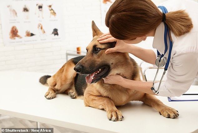 The German Shepherd reportely needs to be isolated to prevent the spread of infectious diseases such as rabies, alongside receiving a full check-up with jabs and vaccinations. Pictured: Stock image