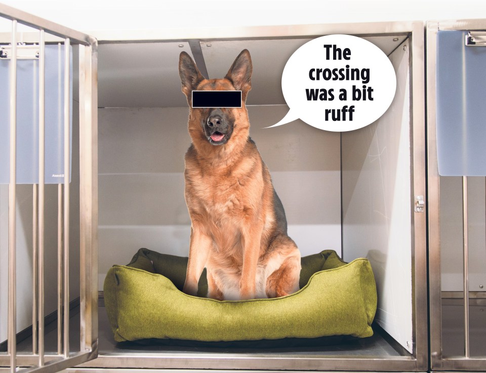 German shepherd dog in a kennel with a speech bubble that says "The crossing was a bit ruff".