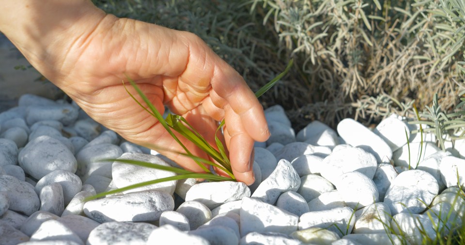 A hand pulling weeds from a gravel garden bed.
