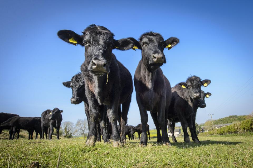 Aberdeen Angus cattle on a farm.