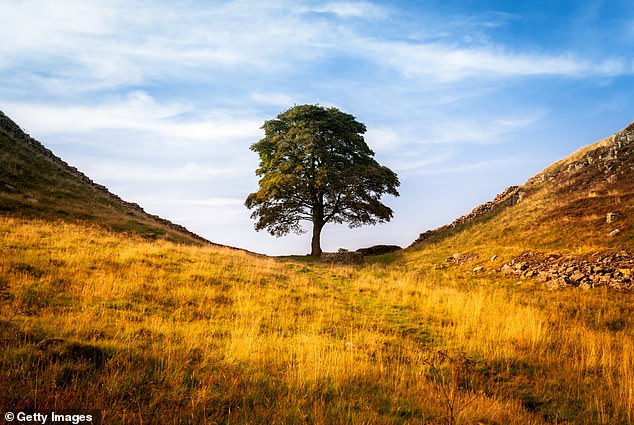 The Sycamore Gap tree was well-known and featured in the film Robin Hood: Prince of Thieves