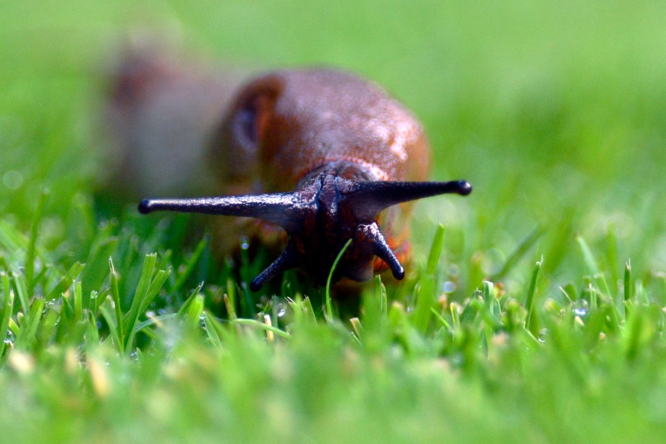 Close-up of a red slug in grass.