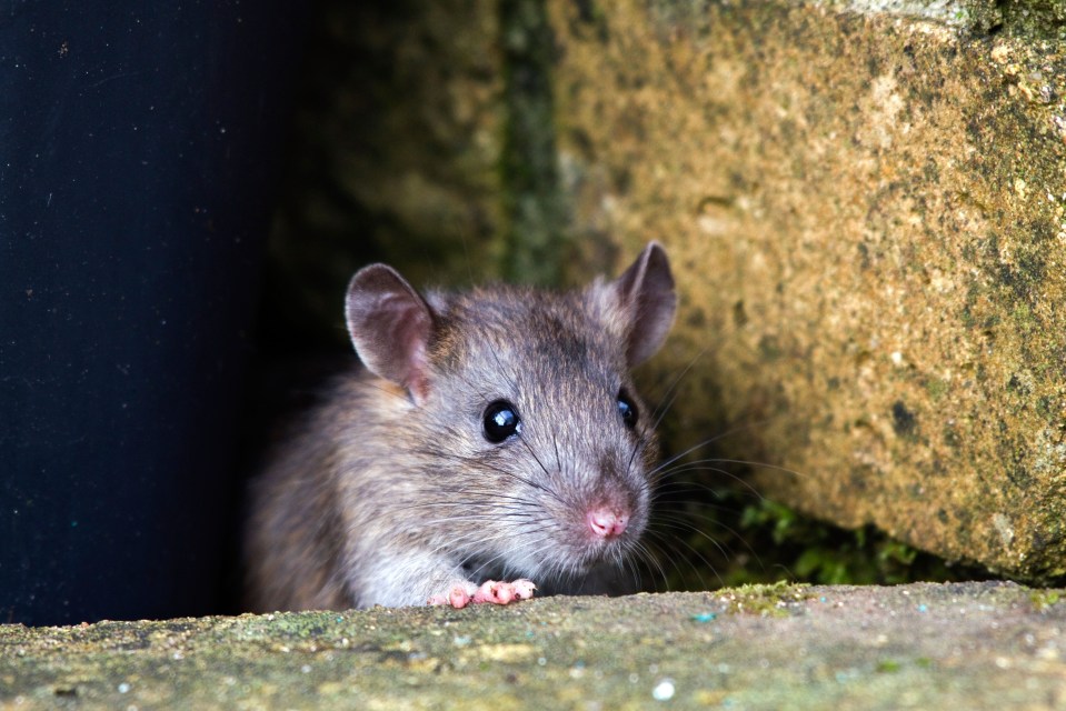 Brown rat peering from a garden wall.