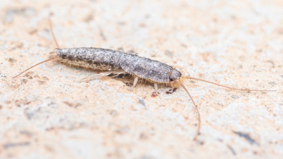 Close-up of a silverfish on a floor.