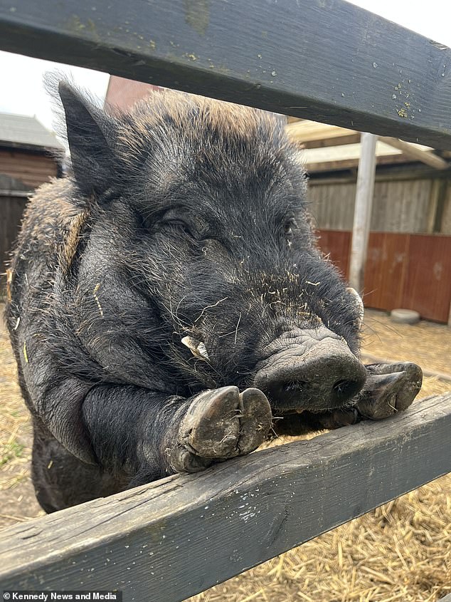 Michelle and Carl Repper say they were shocked to receive a nuisance complaint from their neighbour over the noise and odour of their six-year-old pot-bellied pig, Jack (pictured)