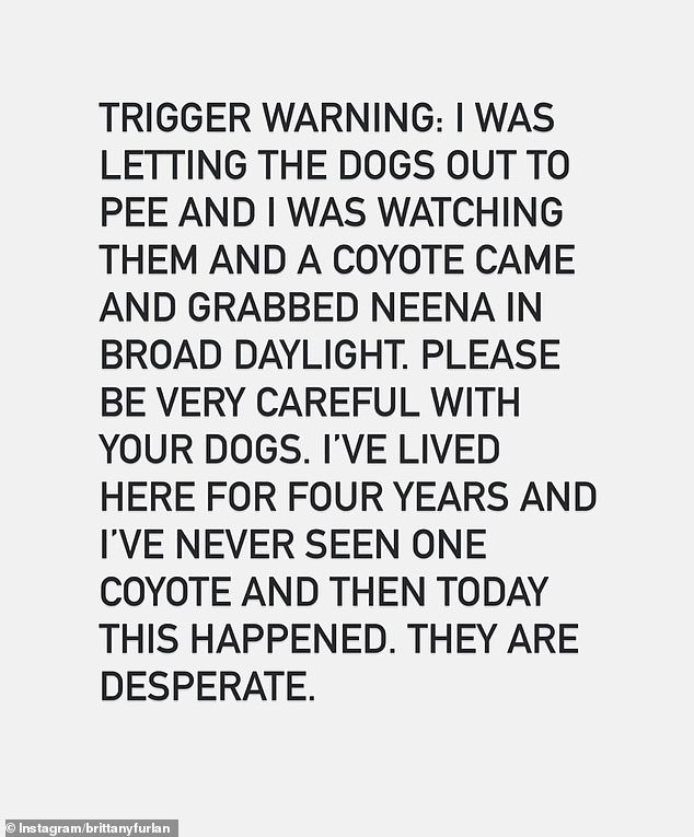 Furlan said the incident marked the first time in four years at the abode that they had an encounter with a coyote