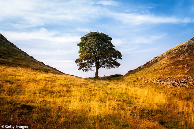 The 150-year-old sycamore was felled in 2023 in an act which stunned the nation