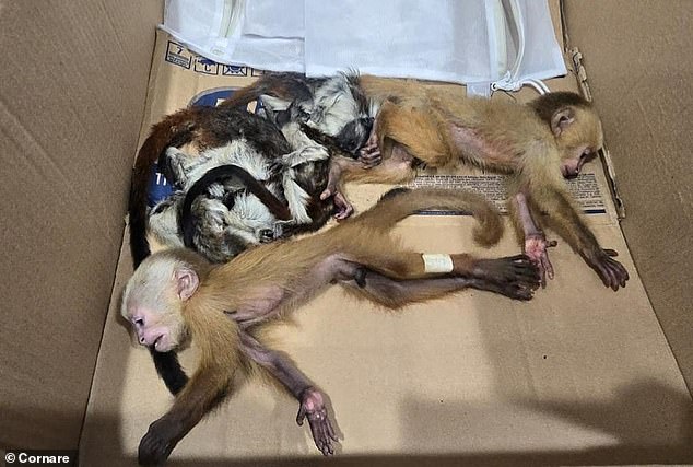 A couple have been arrested after they were caught trying to smuggle baby monkeys out of Colombia in their underwear