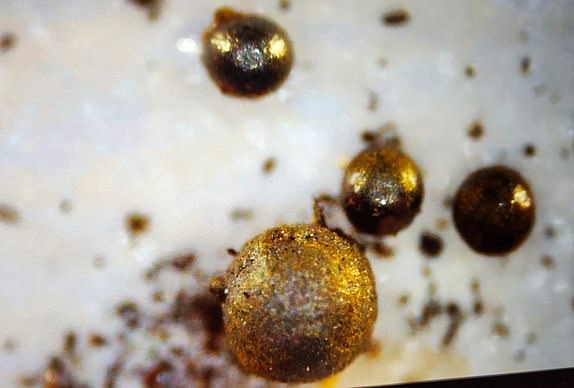 More than 800 'magnetic marbles' found on ocean floor might hold clues of 'alien' lifeDr Avi Loeb, a pioneering theoretical physicist, is leading an ongoing project which is monitoring the stars and gathering new objects.Dr Loeb told http://Metro.co.uk that his team has made some potentially world-changing discoveries, with the fragments found in the Pacific Ocean showing a composition not found in the solar system. While there they are still being analysed, the spherules might be 'natural or artificial', he said.