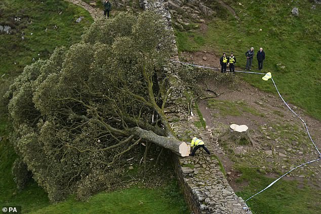 The Sycamore Gap tree fell onto Hadrian's Wall when it was cut down. The tree was made famous by actor Kevin Costner when it appeared in his 1991 film Robin Hood: Prince Of Thieves.