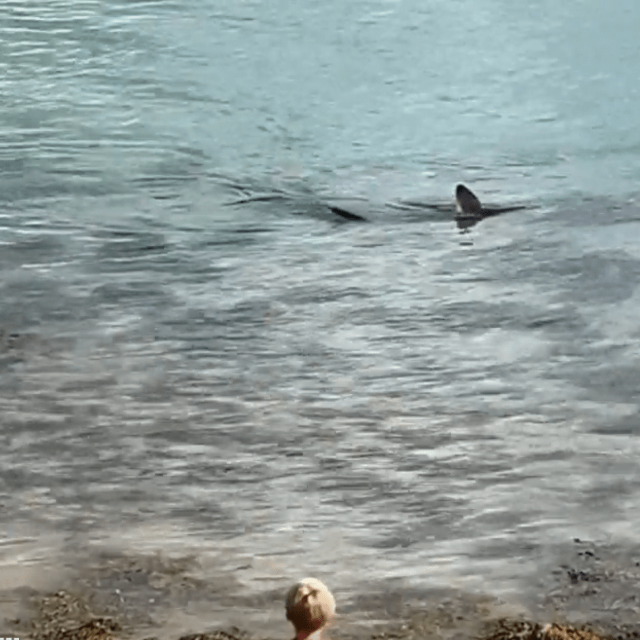 A shark in the water near a child on the shore.