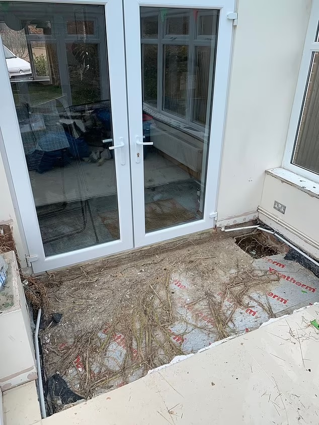 Demolished conservatory floor with exposed bamboo roots.