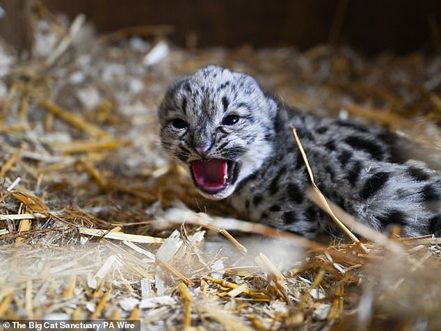 Endangered snow leopard cub Little Lady has been welcomed to the world in an animal sanctuary in Kent