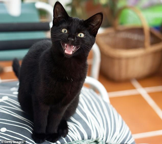 A cutting-edge Chinese tech company is using artificial intelligence to create a system that helps curious pet owners decode the hidden meanings behind their beloved animals' sounds