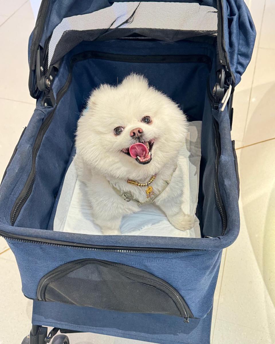 White Pomeranian in a pet stroller.