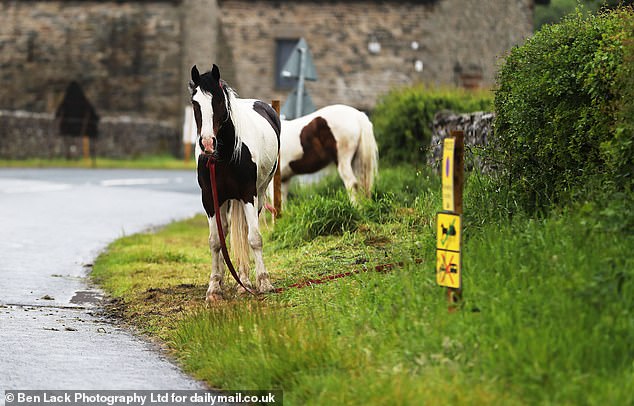 A search was carried out and no knife located, and the handcuffs removed. Officers continue to engage with people in the area (Pictured: A horse on the side of a road)
