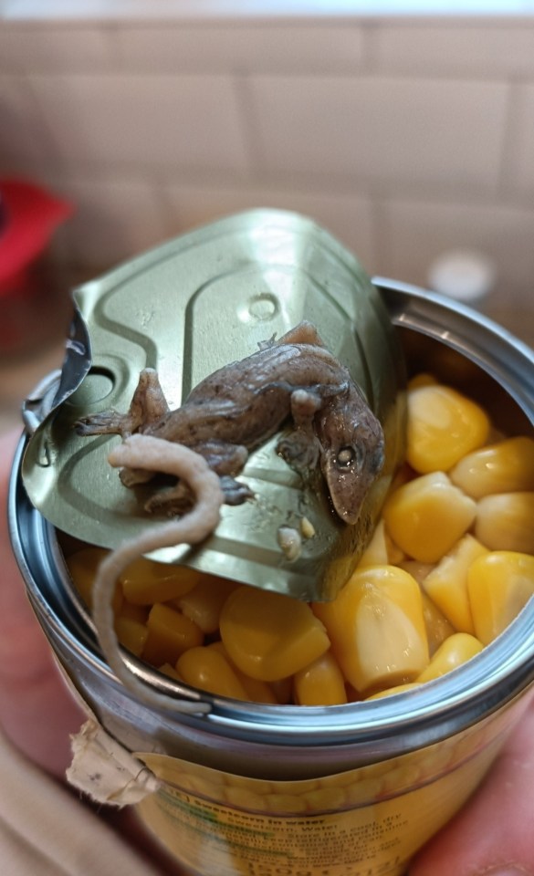 Dead gecko in a can of sweetcorn.