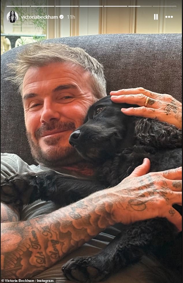 David beamed as he cradled one in his arms before scooping up another to relax together on the sofa