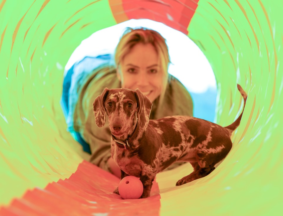 Dachshund emerging from a tunnel with a woman behind it.